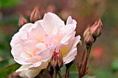 ROSA AMBRIDGE ROSE