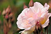 ROSA AMBRIDGE ROSE