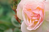 ROSA AMBRIDGE ROSE