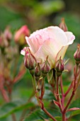 ROSA AMBRIDGE ROSE