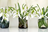 GALANTHUS NIVALIS ARRANGEMENTS