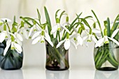 GALANTHUS NIVALIS ARRANGEMENTS