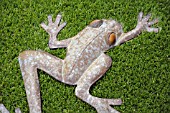 GRASS FROG