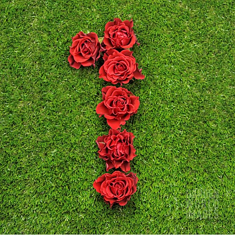 NUMBER_1_IN_RED_ROSES