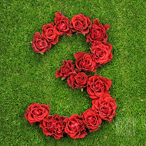 NUMBER_3_IN_RED_ROSES