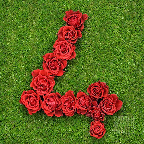 NUMBER_4_IN_RED_ROSES