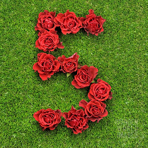 NUMBER_5_IN_RED_ROSES