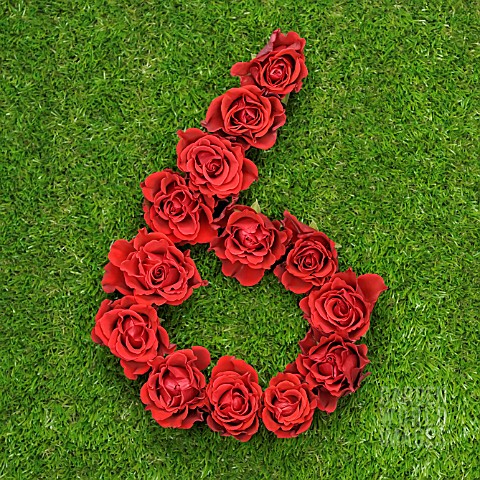 NUMBER_6_IN_RED_ROSES