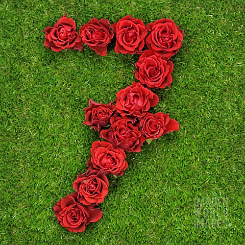 NUMBER_7_IN_RED_ROSES