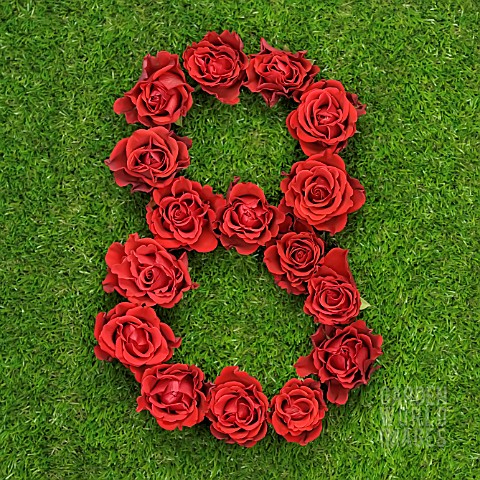 NUMBER_8_IN_RED_ROSES