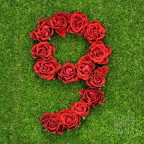 NUMBER_9_IN_RED_ROSES