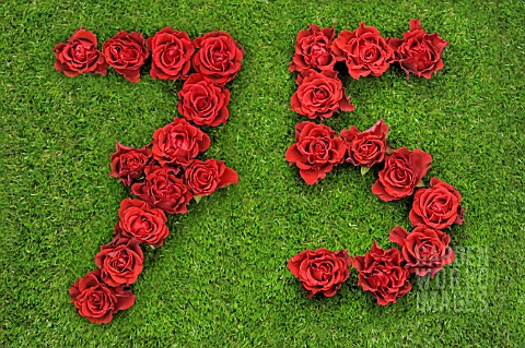NUMBER_75_IN_RED_ROSES