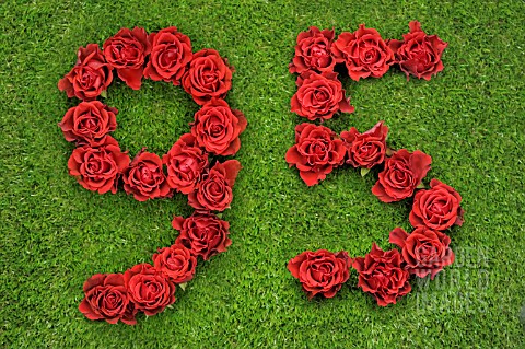 NUMBER_95_IN_RED_ROSES