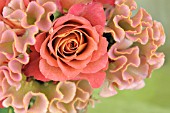 ROSES AND CELOSIA FLOWER ARRANGEMENT