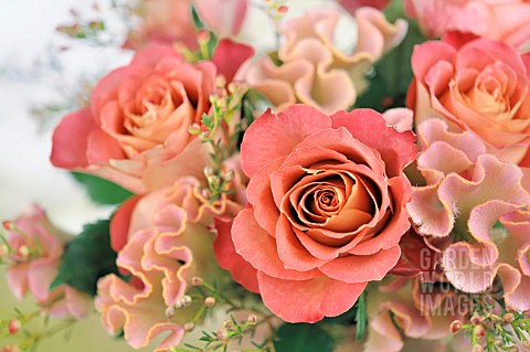 ROSES_AND_CELOSIA_FLOWER_ARRANGEMENT