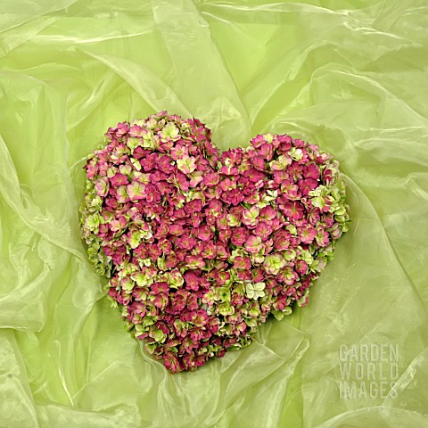 HEART_OF_HYDRANGEA_FLOWERS