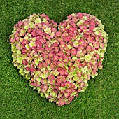 HEART OF HYDRANGEA FLOWERS