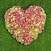 HEART OF HYDRANGEA FLOWERS