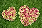 HEARTS OF HYDRANGEA FLOWERS