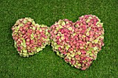 HEARTS OF HYDRANGEA FLOWERS