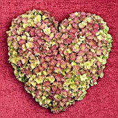 HEART OF HYDRANGEA FLOWERS