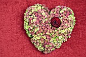 HEART OF HYDRANGEA FLOWERS