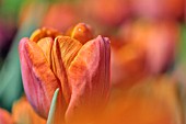 TULIPA ALICE KEIGHT