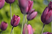 TULIPA FULTON