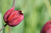 TULIPA GENERAL NEY