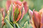 TULIPA GREEN RIVER