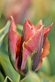 TULIPA GREEN RIVER