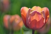 TULIPA KATHLEEN TRUXTON