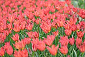 TULIPA PLANIFOLIA