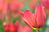 TULIPA PLANIFOLIA JORD.