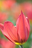 TULIPA PLANIFOLIA JORD.