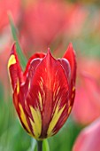 TULIPA PLANIFOLIA JORD. WITH MOSAIC VIRUS