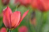 TULIPA PLANIFOLIA JORD.