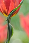 TULIPA PLANIFOLIA JORD.