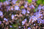 GERANIUM PRATENSE HOCUS POCUS