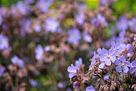 GERANIUM_PRATENSE_HOCUS_POCUS