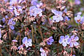 GERANIUM PRATENSE HOCUS POCUS