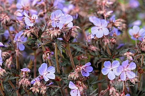 GERANIUM_PRATENSE_HOCUS_POCUS