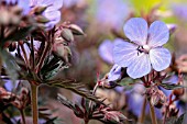 GERANIUM PRATENSE HOCUS POCUS