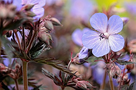 GERANIUM_PRATENSE_HOCUS_POCUS