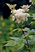 FILIPENDULA CAMTSCHATICA