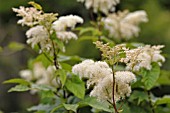 FILIPENDULA CAMTSCHATICA