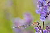 ISCHNURA ELEGANS SNACKING ON A FLY