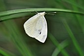 PIERIS RAPAE