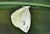 PIERIS RAPAE