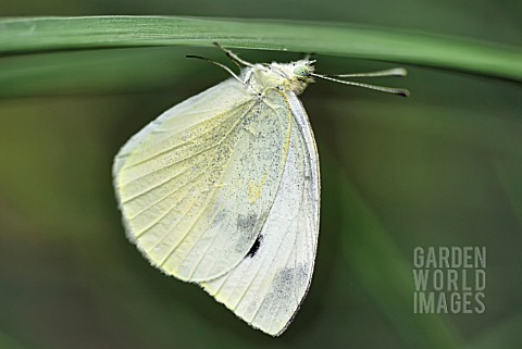 PIERIS_RAPAE